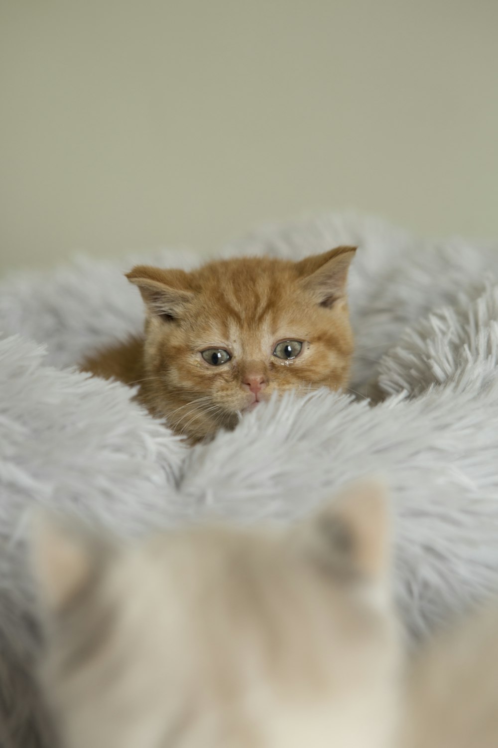 gato atigrado naranja sobre textil blanco