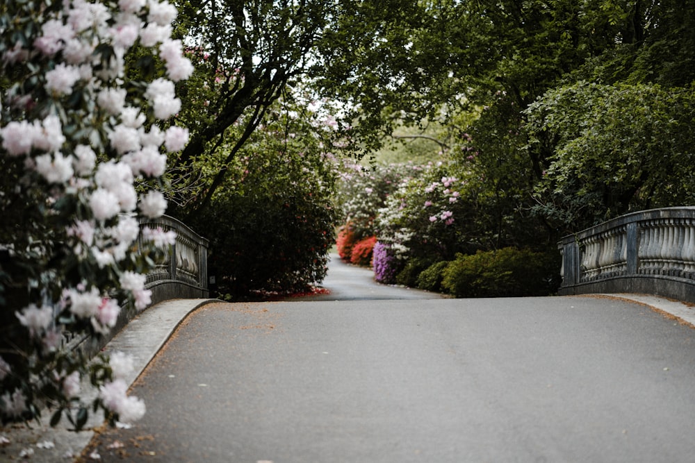 gray concrete road between green trees during daytime