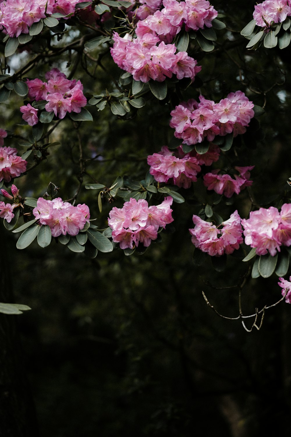 fleurs roses dans une lentille à bascule