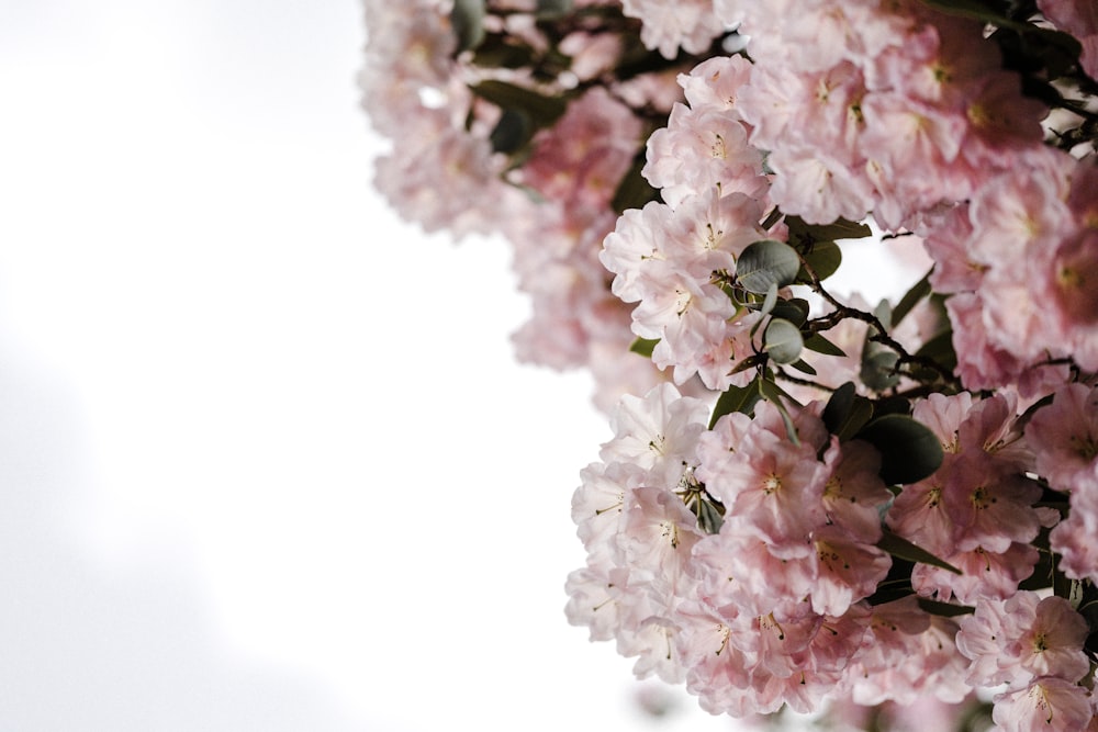 white and pink flowers on white background