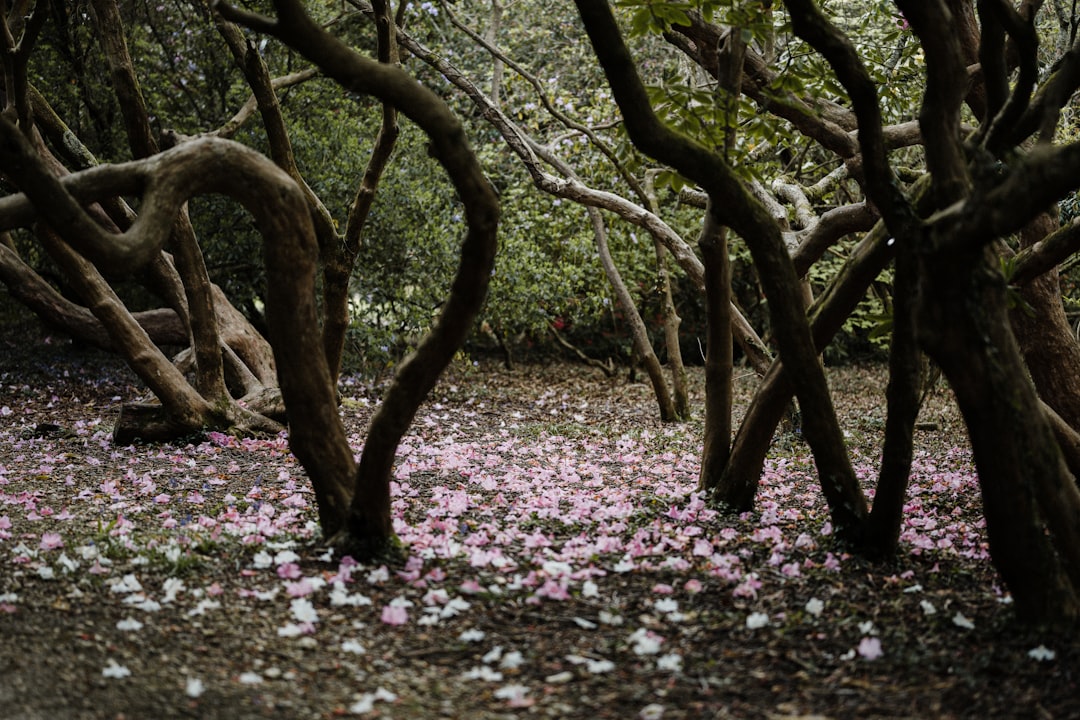 brown tree with pink petals on ground