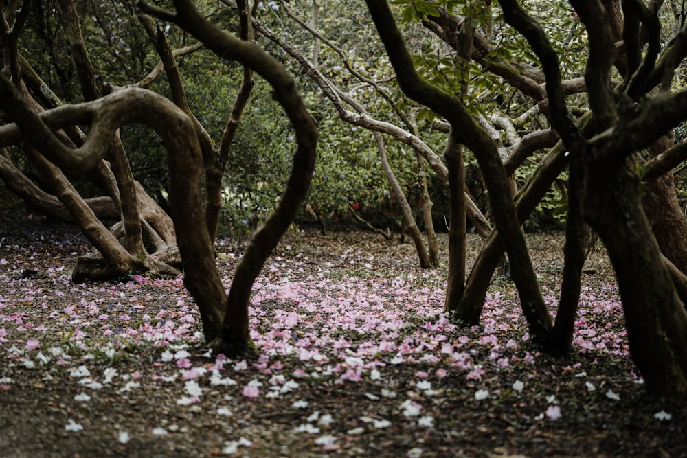 albero marrone con petali rosa su terra
