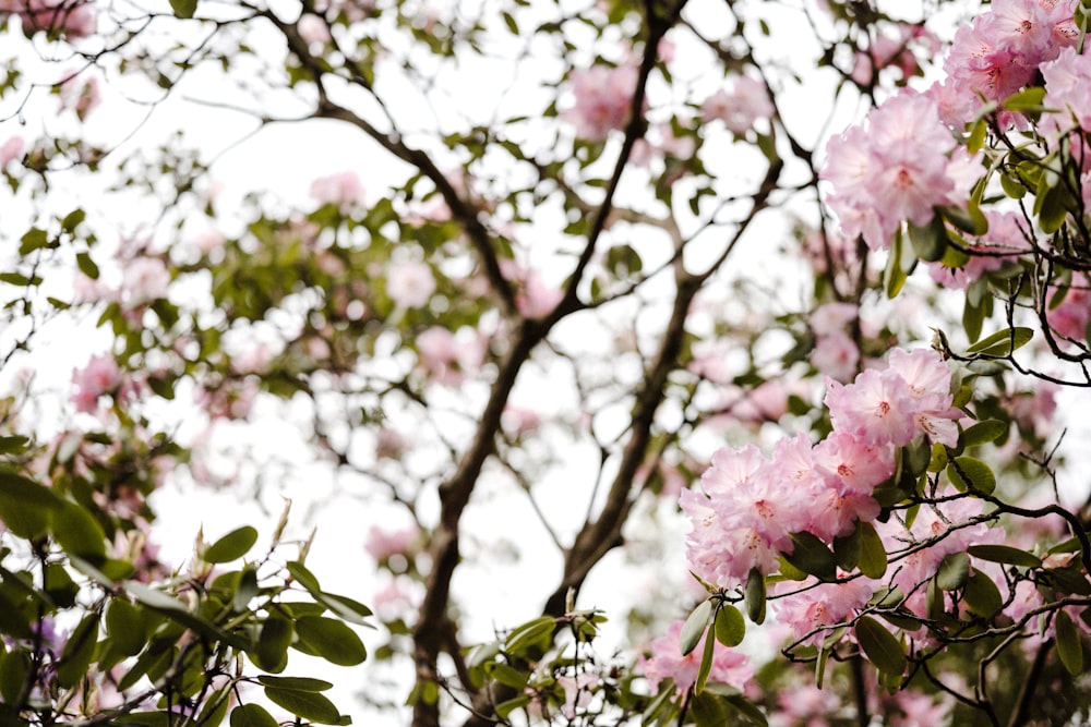 pink cherry blossom tree during daytime