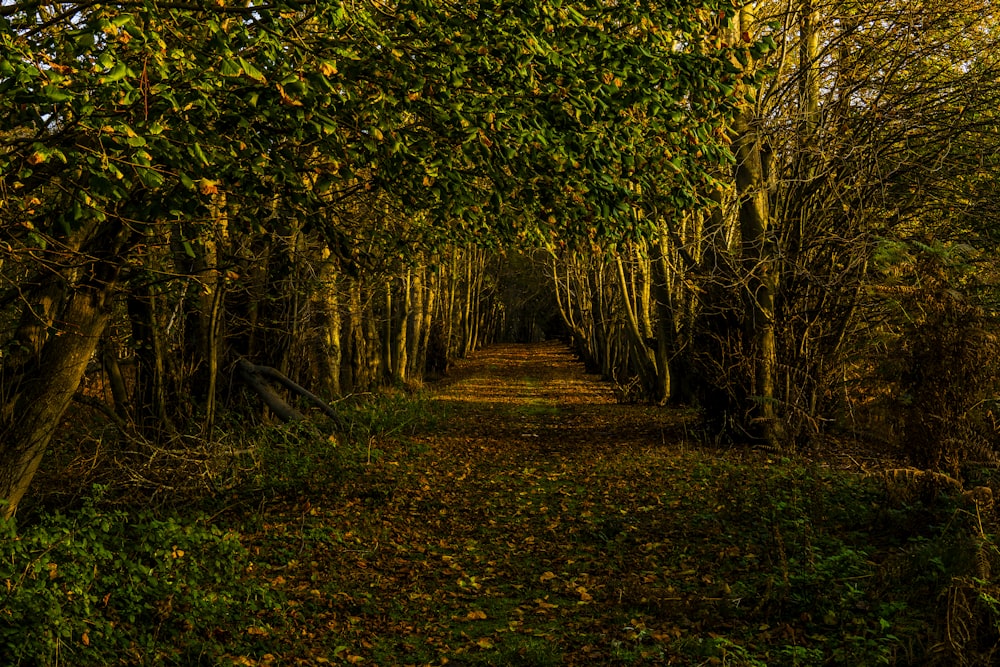 green trees on brown soil