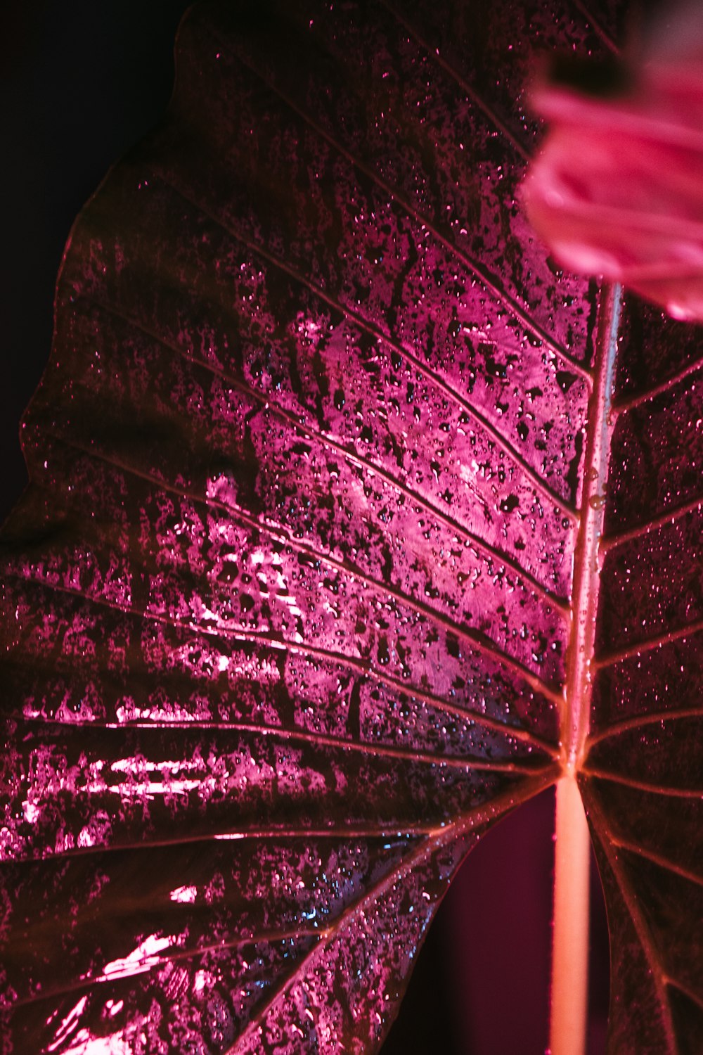 purple and white leaf with water droplets