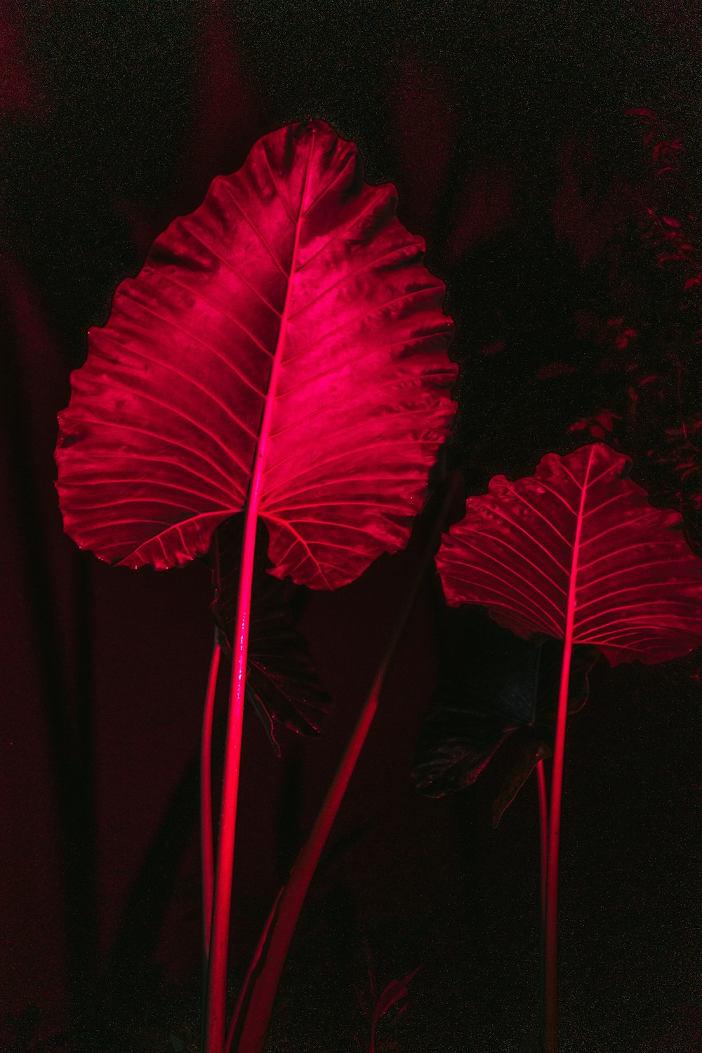 red leaves in dark room