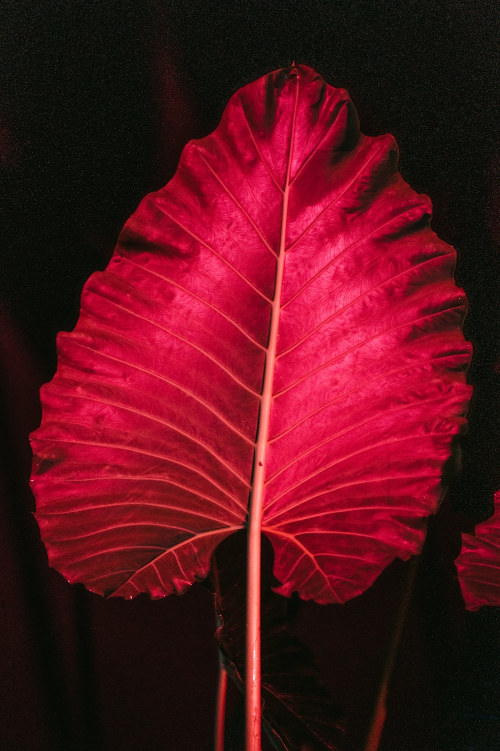 a large red leaf on a dark background