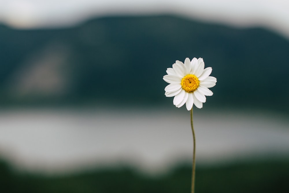 Weißes Gänseblümchen blüht tagsüber