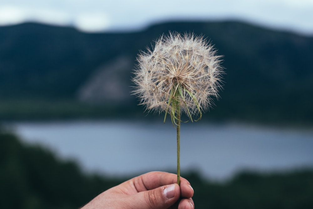 person holding dandelion during daytime