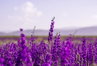 purple flower field during daytime