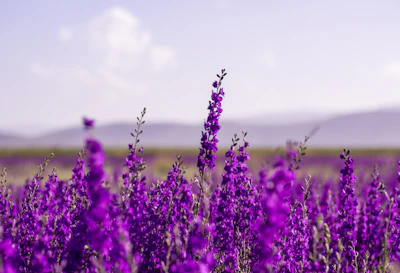 A serene field of purple flowering plants under a gentle, overcast sky.