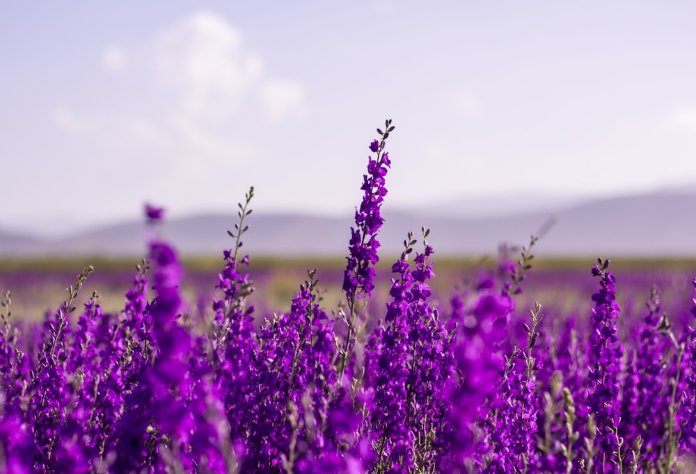 purple flower field during daytime