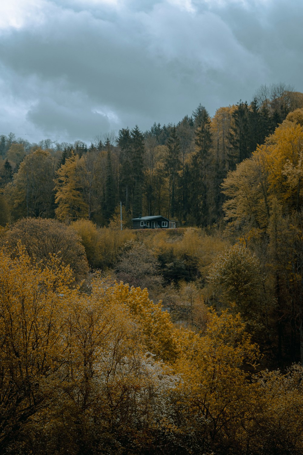 black car on road surrounded by trees during daytime