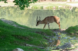 A brown antelope with white stripes is grazing near a reflective pond surrounded by lush green grass and shaded by leafy trees. The tranquil setting depicts a serene wildlife scene.