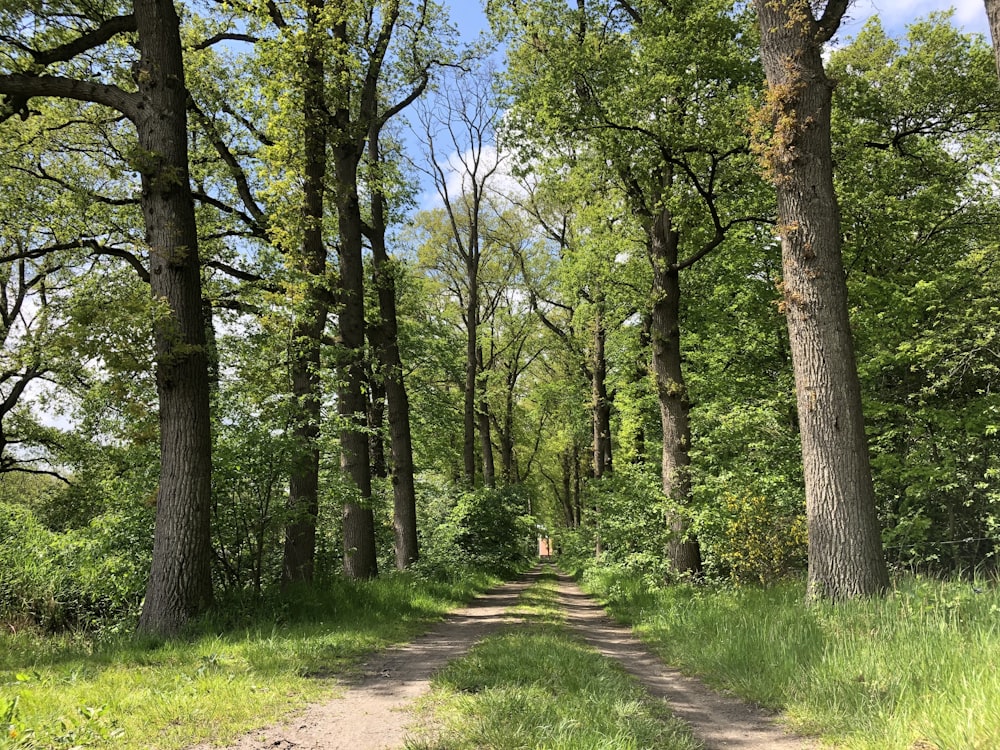 green trees on green grass field during daytime