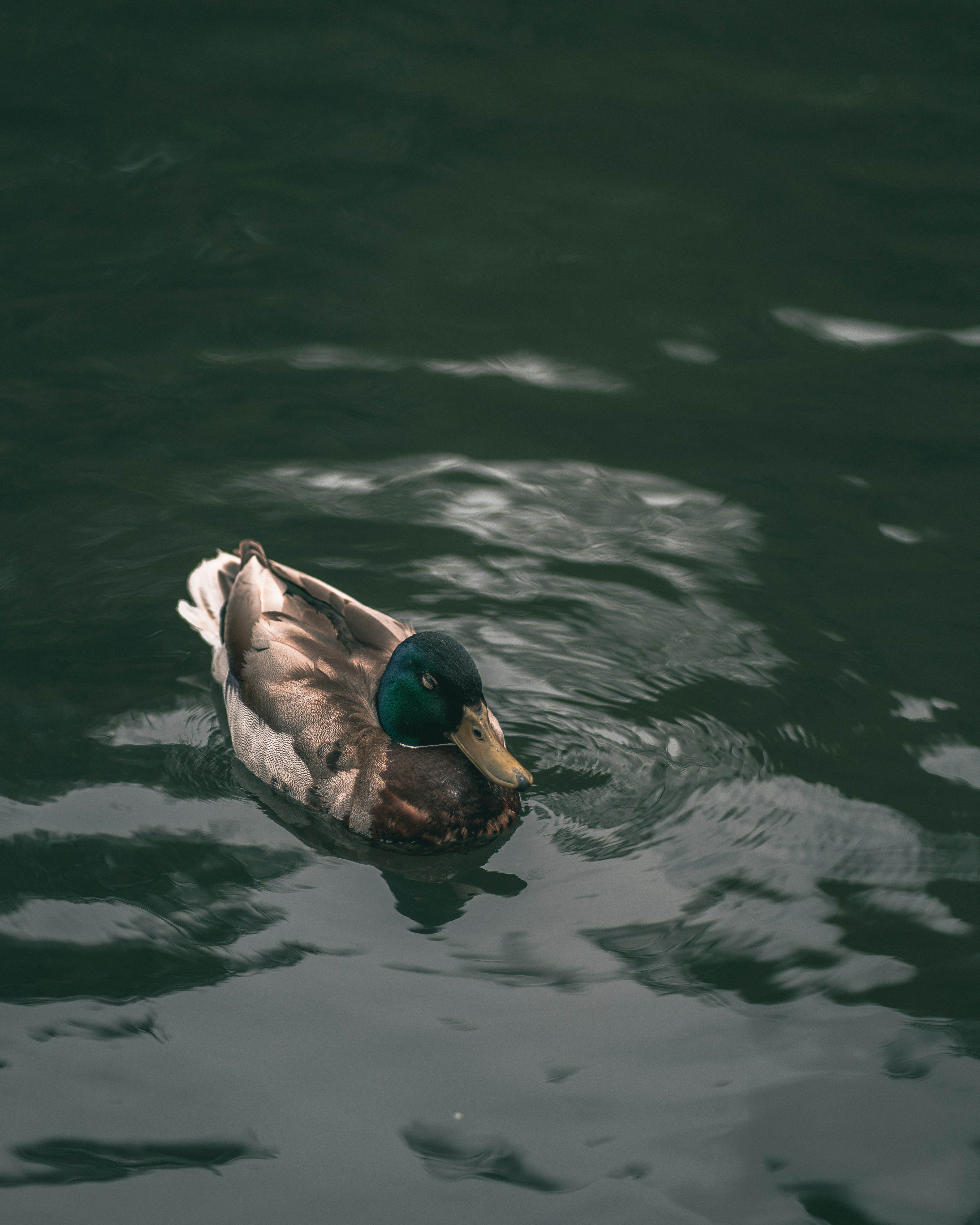 Photo by orangetiephotography