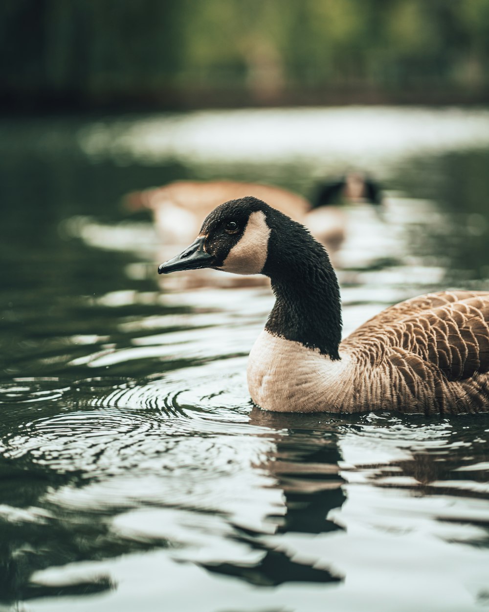 brown and white duck on water during daytime