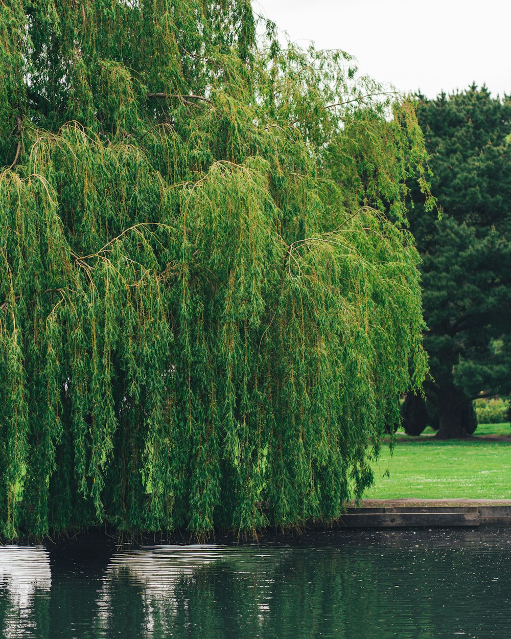 green trees beside river during daytime