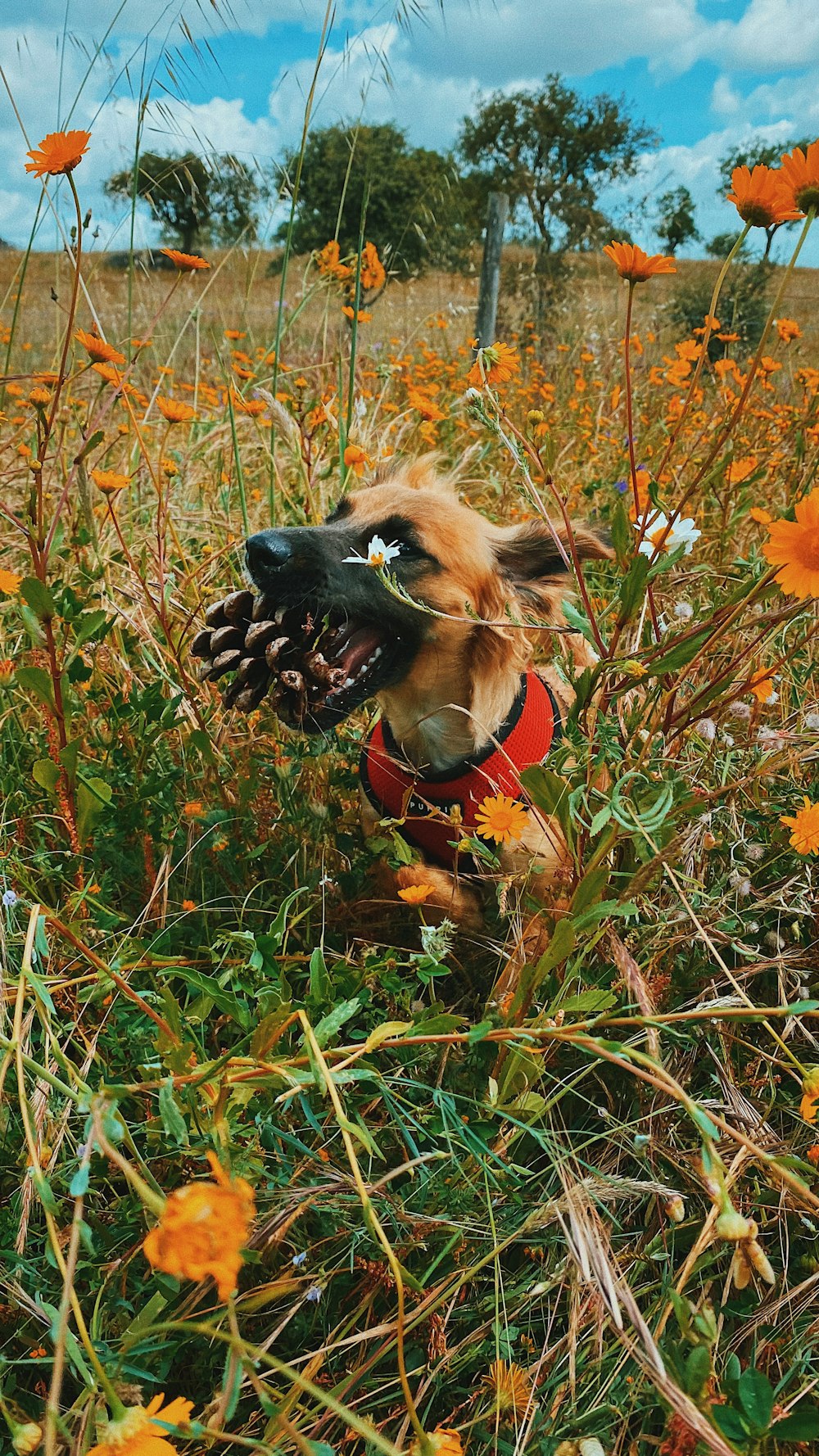 brown short coated dog with brown leather dog leash on brown grass field during daytime