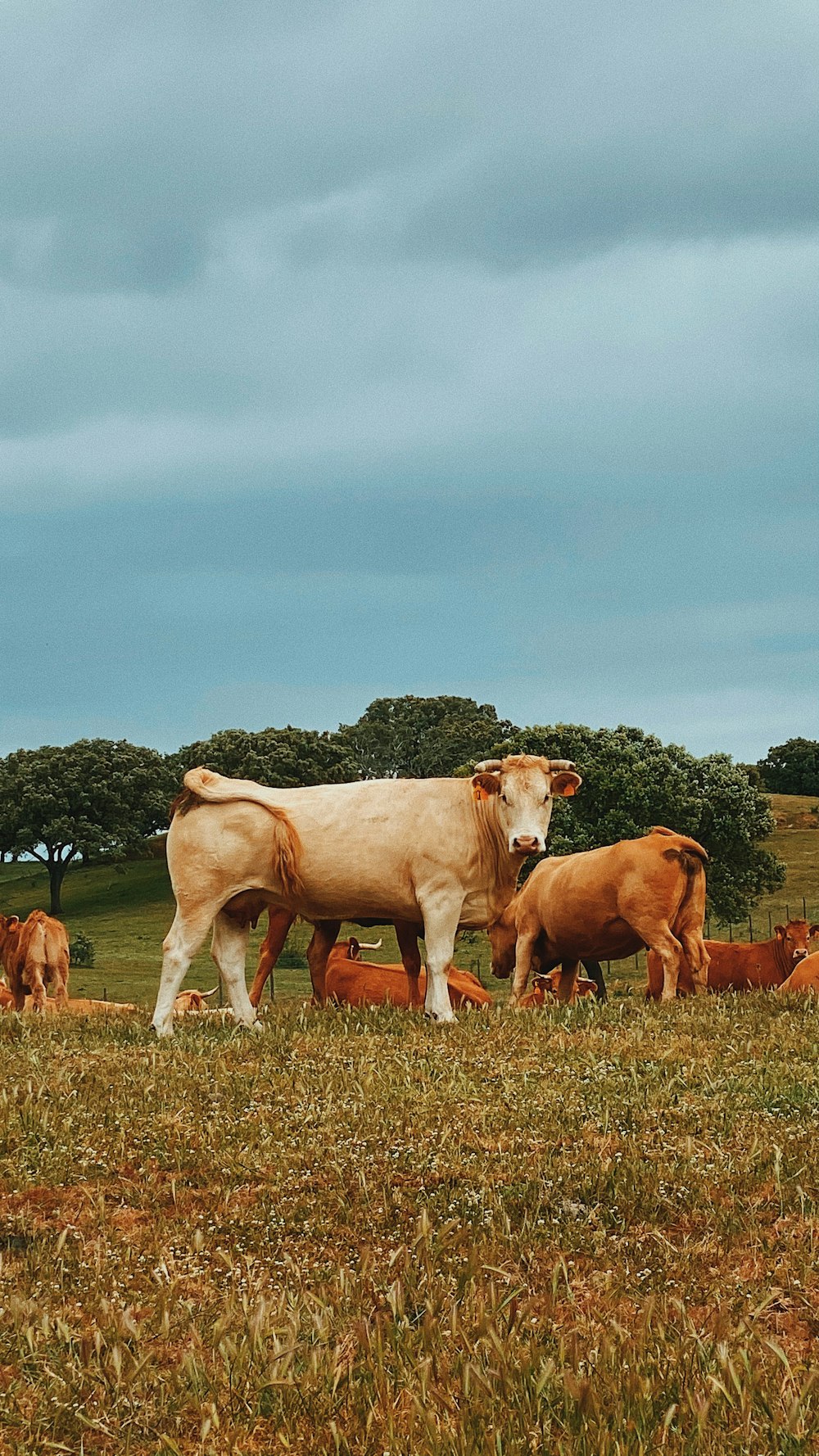 brown and white cow on green grass field during daytime