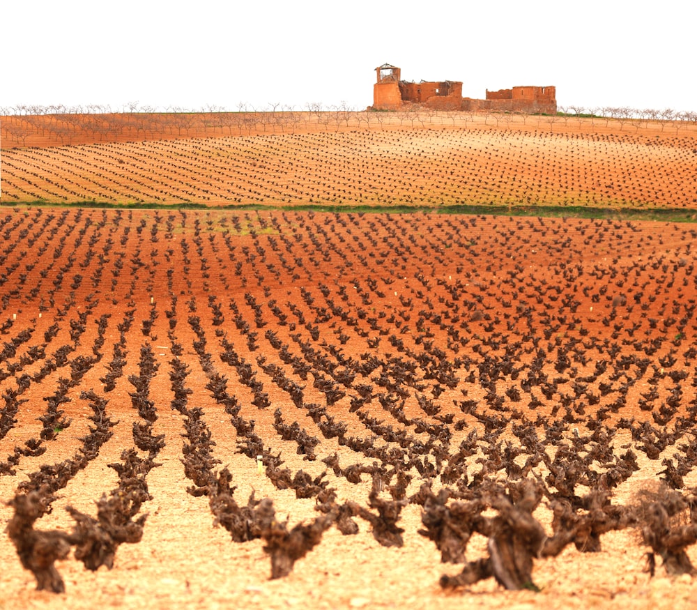 brown field under white sky during daytime