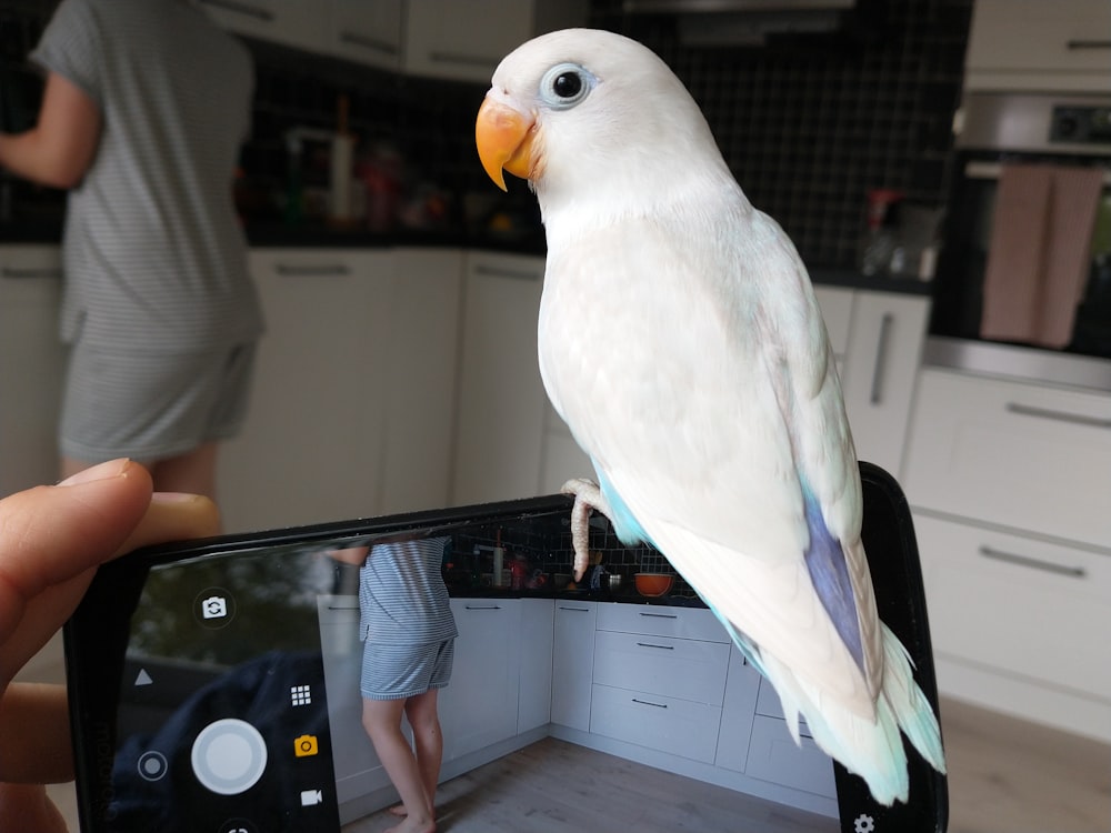 weißer und gelber Vogel auf schwarzem Smartphone