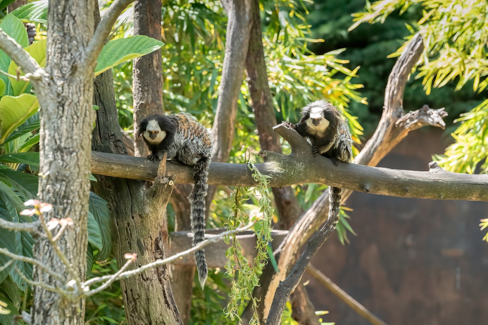 black and white animal on brown tree branch during daytime