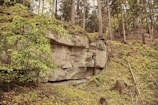 A natural forest scene featuring a rocky cliff with layers of exposed stone, surrounded by tall trees and dense green foliage. The ground is covered in moss and fallen branches, creating a serene, untouched atmosphere.