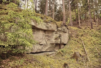 A natural forest scene featuring a rocky cliff with layers of exposed stone, surrounded by tall trees and dense green foliage. The ground is covered in moss and fallen branches, creating a serene, untouched atmosphere.