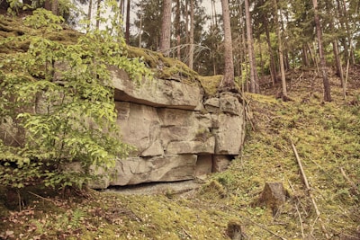 A natural forest scene featuring a rocky cliff with layers of exposed stone, surrounded by tall trees and dense green foliage. The ground is covered in moss and fallen branches, creating a serene, untouched atmosphere.