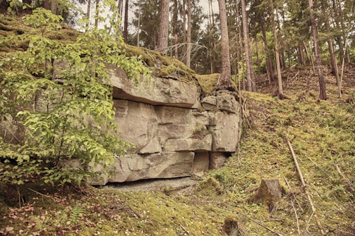A natural forest scene featuring a rocky cliff with layers of exposed stone, surrounded by tall trees and dense green foliage. The ground is covered in moss and fallen branches, creating a serene, untouched atmosphere.