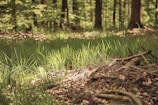 A serene forest landscape with sunlight filtering through trees.