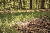 A serene landscape with sunlight filtering through trees.
