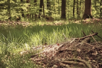 A serene forest landscape with sunlight filtering through tall trees.