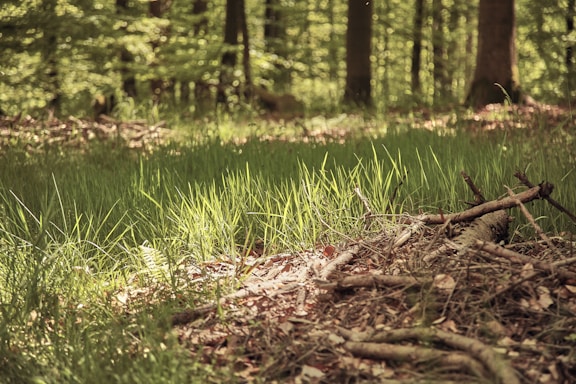A serene photo of a lush green forest with sunlight filtering through the leaves.