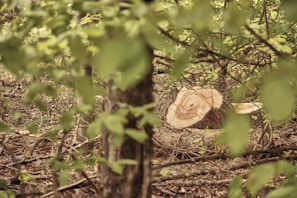 A forest scene with a focus on a tree stump surrounded by lush green foliage. Branches and leaves frame the foreground, adding depth to the image. The stump is prominent, suggesting recent logging or tree removal.