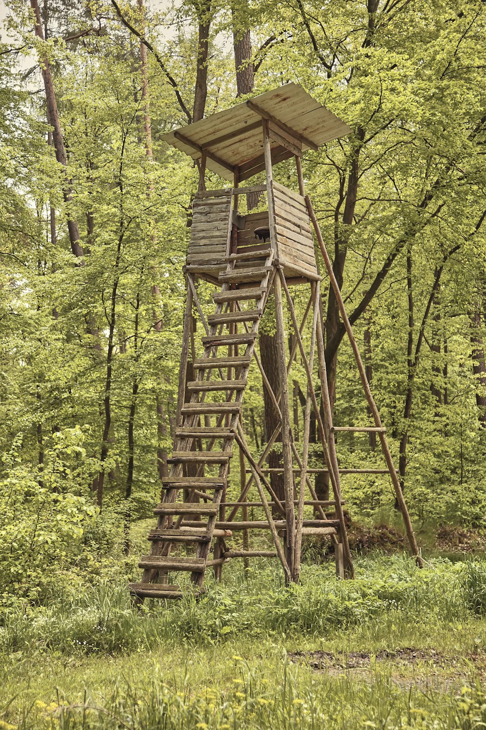 brown wooden house in the middle of forest during daytime