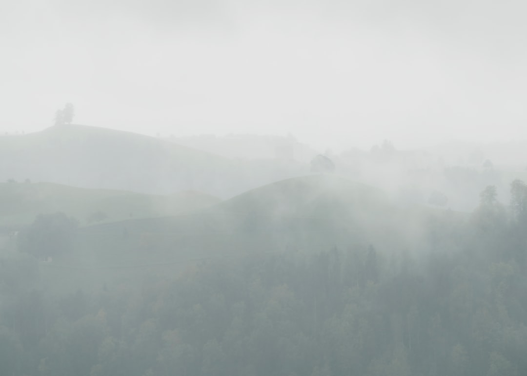 green trees on mountain covered with fog