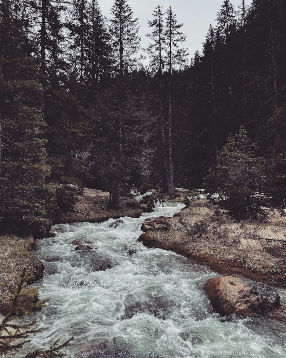 green pine trees near river during daytime