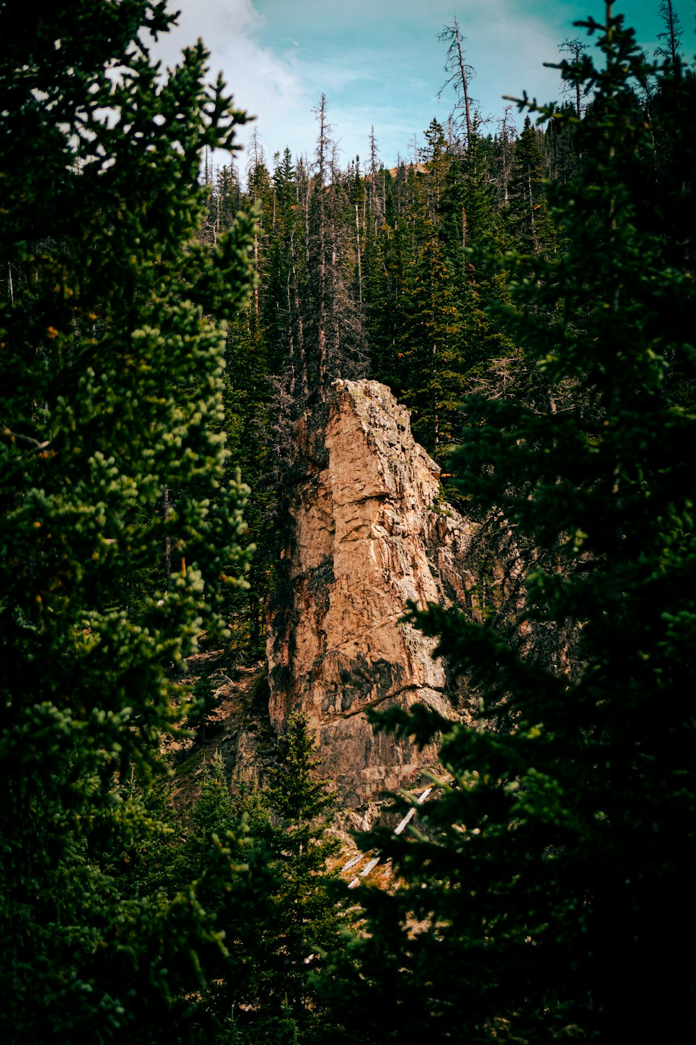 green trees on brown rock formation during daytime