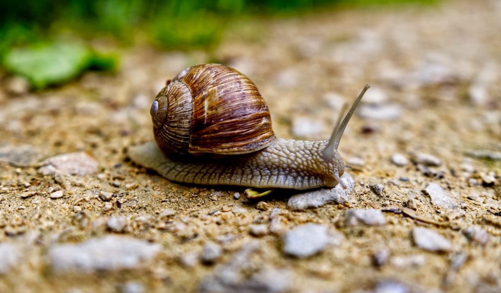 brown snail on gray and white stone