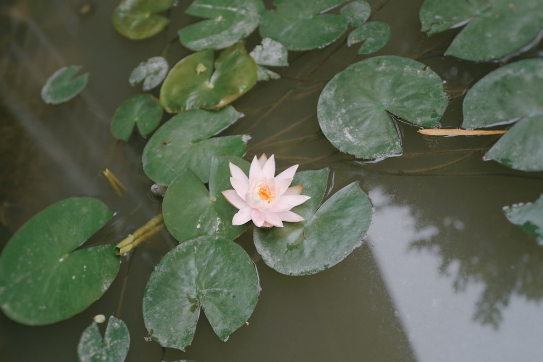 white water lily in bloom