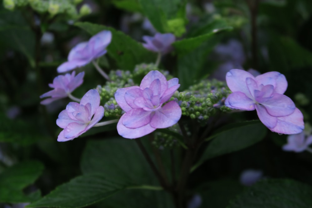 purple flower in macro shot