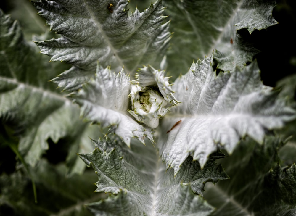 green plant with water droplets