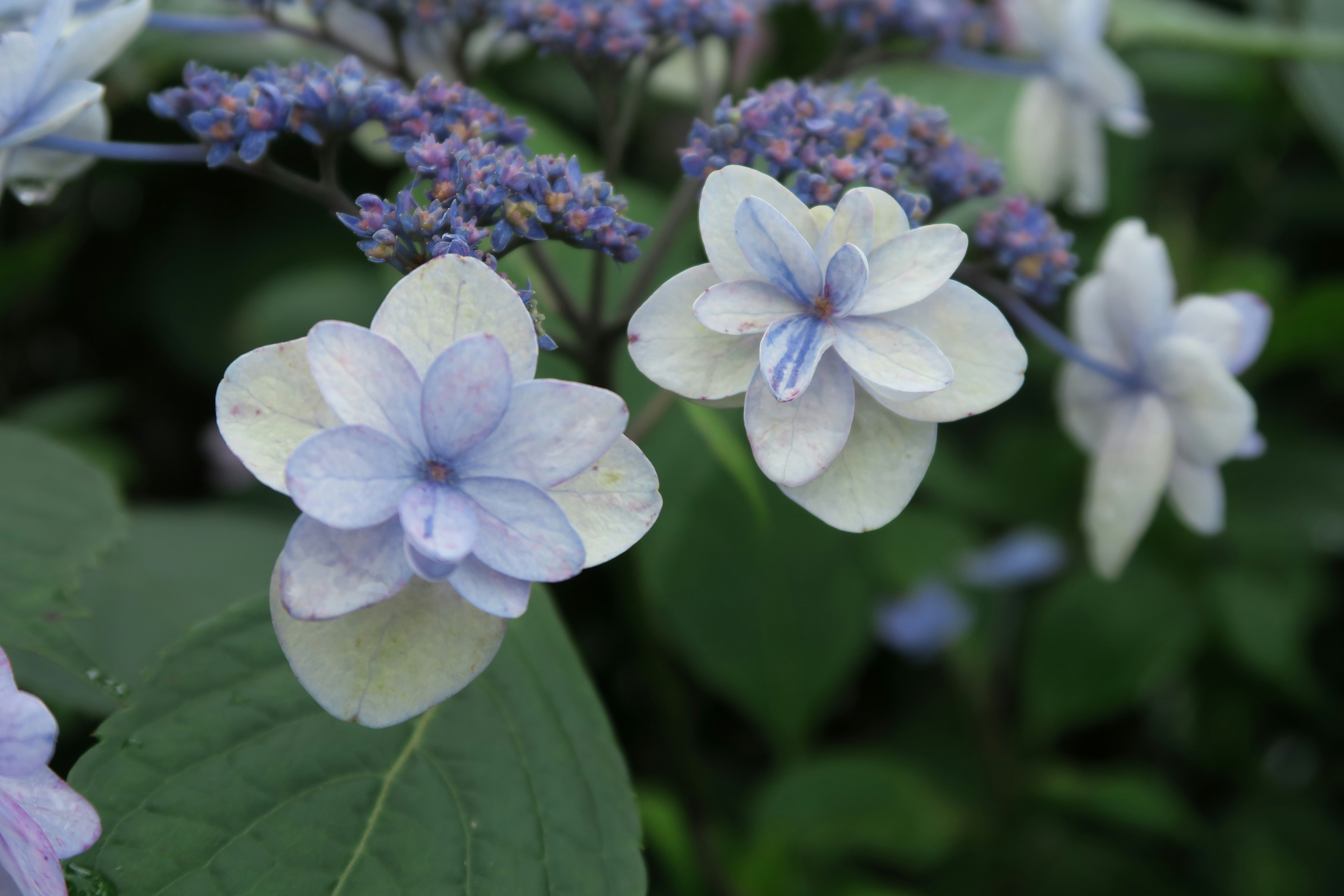 Photo by issaytsumeki