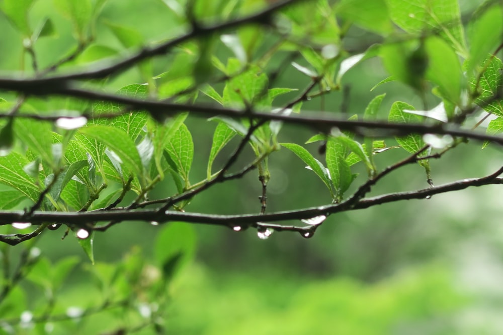 water droplets on green leaves