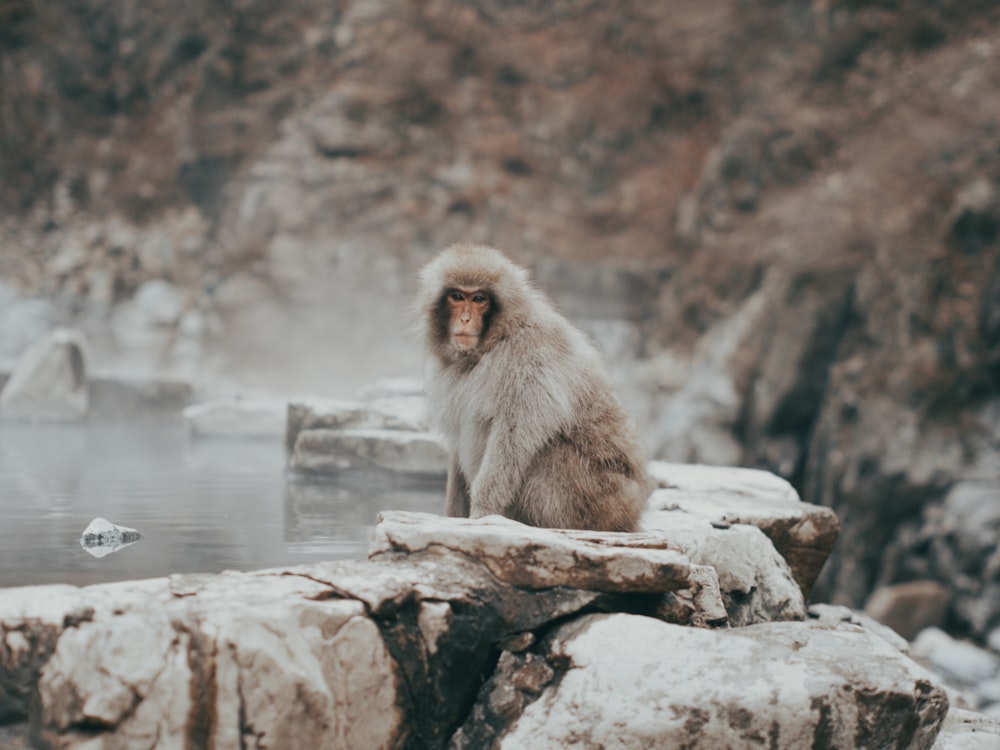 brown monkey sitting on rock during daytime