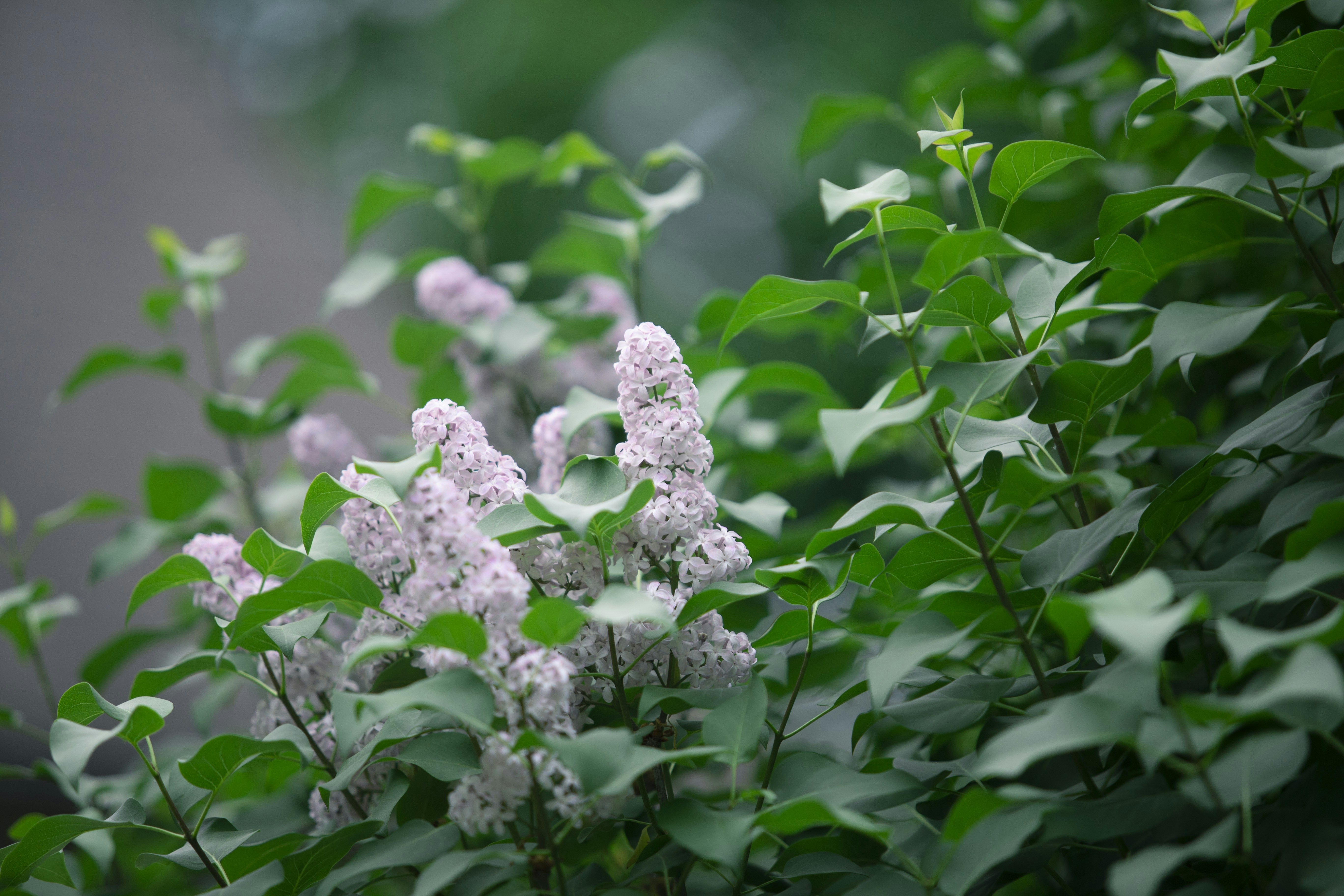 fleurs blanches et violettes dans une lentille à bascule
