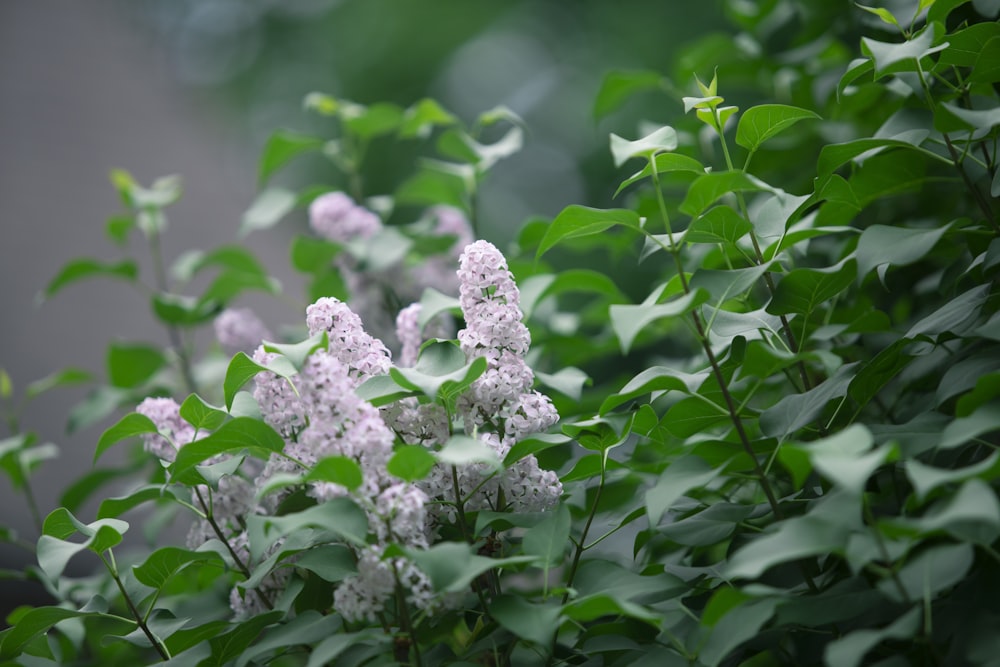 white and purple flowers in tilt shift lens