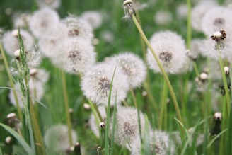 white flowers in tilt shift lens